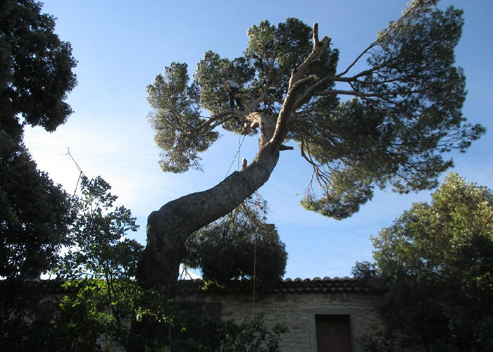 Taille arbres Montélimar