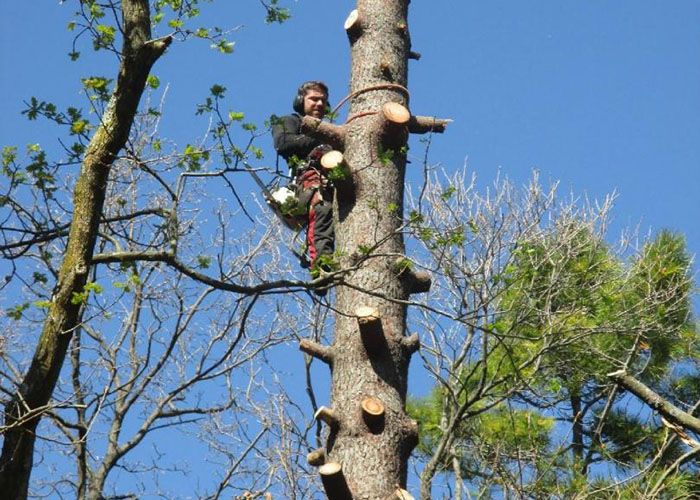 Abttage d'un arbre par Roustan Elagage, Élagueurs à Chamaret, Montélimar et Orange