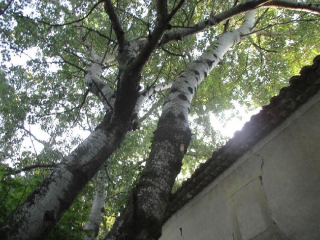 Démontage d'un arbre proche d'un toît par Roustan Elagage, Élagueurs à Chamaret, Montélimar et Orange