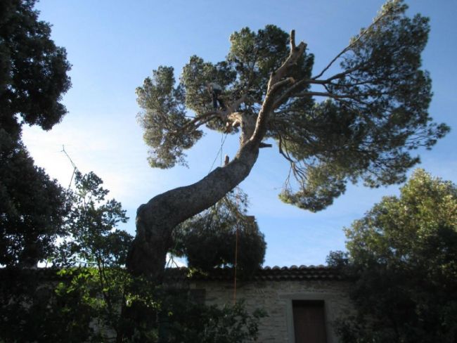 Taille d'arbre élagué par Roustan Elagage, Élagueurs à Chamaret, Montélimar et Orange