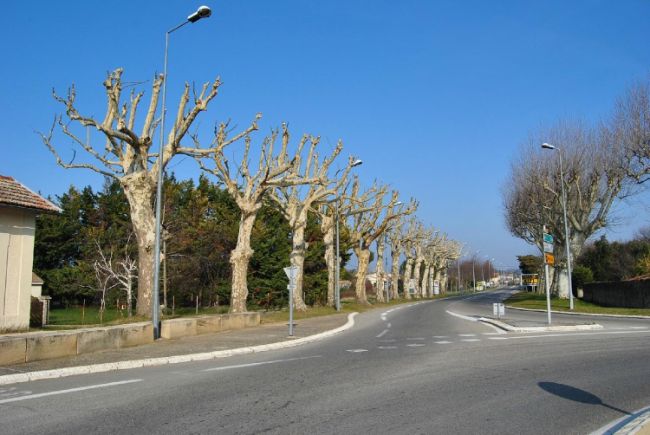 Allée de platane élagués par Roustan Elagage, Élagueurs à Chamaret, Montélimar et Orange