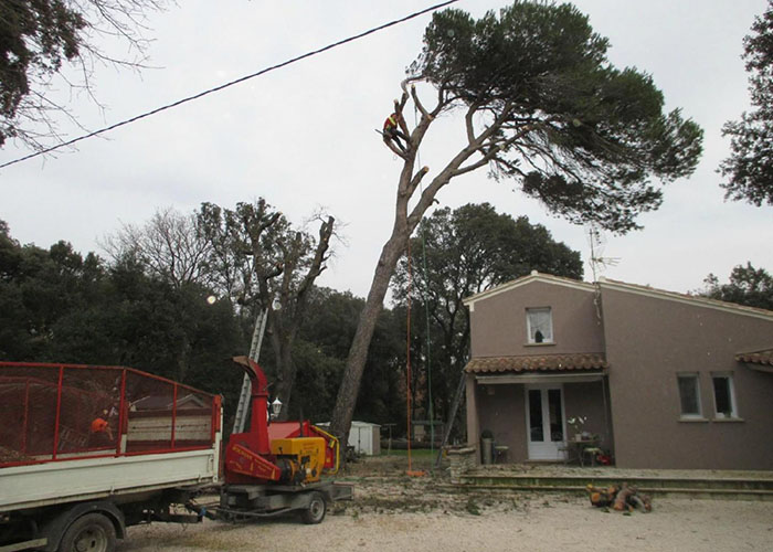 Tailles d'arbres par Roustan Élagage, élagueur à Chamaret